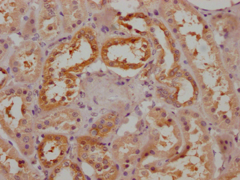 SPEF2 Antibody