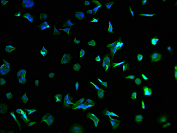 SPEF2 Antibody