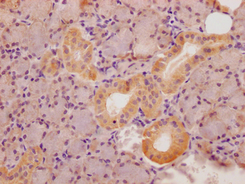 STATH Antibody