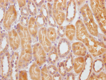 STATH Antibody