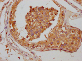 VPS28 Antibody