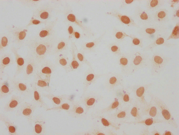 H1F0 Antibody