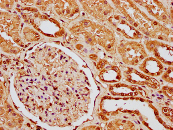 H1F0 Antibody