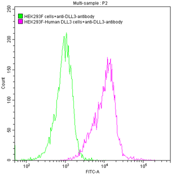 DLL3 Antibody