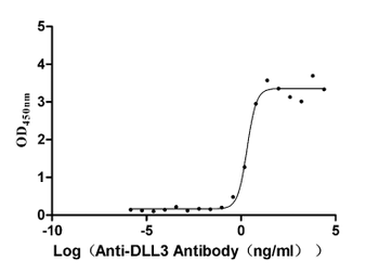DLL3 Antibody