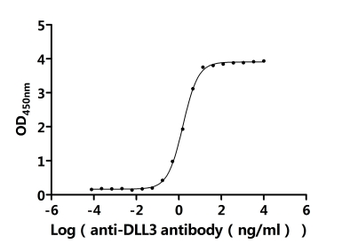 DLL3 Antibody