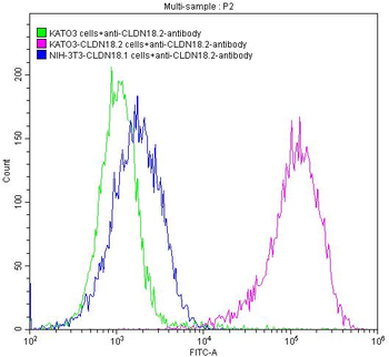 CLDN18 Antibody