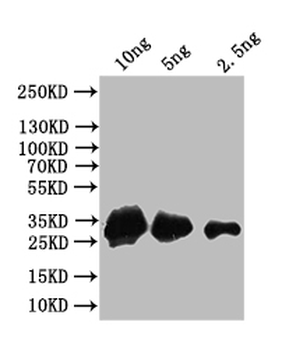 AGO4 Antibody