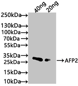AFP2 Antibody