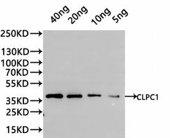 CLPC1 Antibody