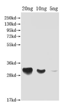 DFRA Antibody