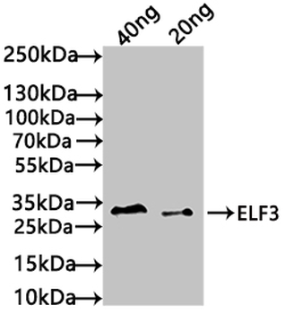 ELF3 Antibody