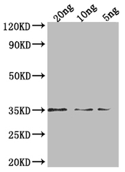 PEN1 Antibody