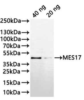 MES17 Antibody