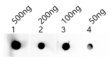 SHOC1 Antibody
