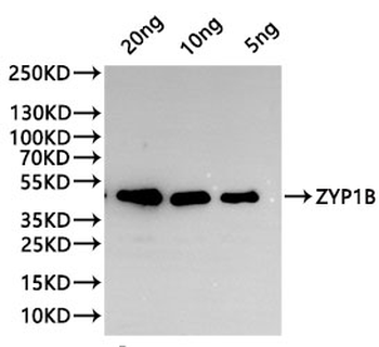 ZYP1B Antibody