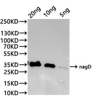 nagD Antibody