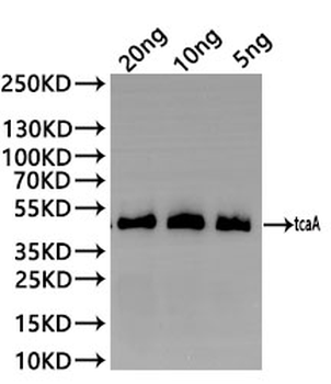 tcaA Antibody