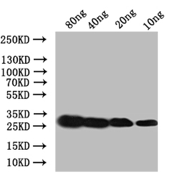 Ace Antibody