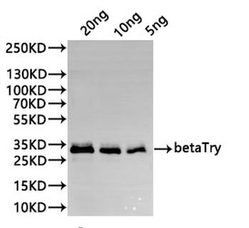 betaTry Antibody