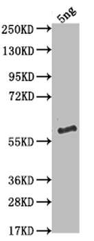 VAV Antibody