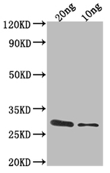 ygcB Antibody