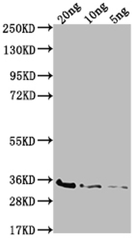 BAMD Antibody