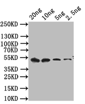 cpxR Antibody