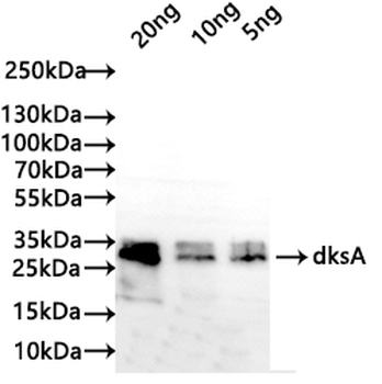 dksA Antibody
