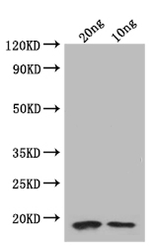 folA Antibody