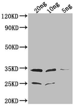 EPTA Antibody