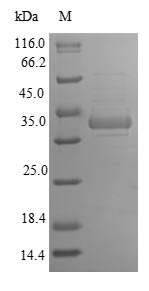 Rat Gfer protein