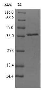 Bacterial dhaK protein