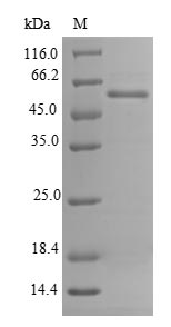 Mouse Rnls protein