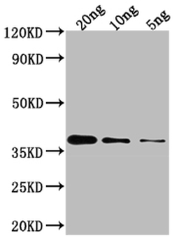GLMU Antibody