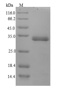 Bacterial ail protein