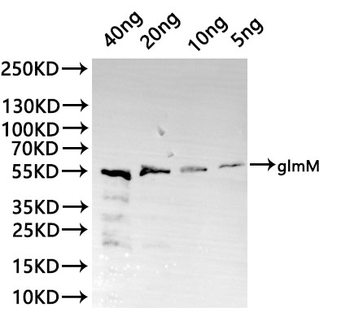 glmM Antibody