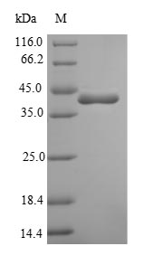 Bacterial pbpD protein