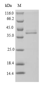 Bacterial mrcA protein