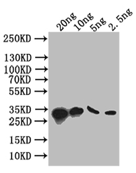 S Antibody