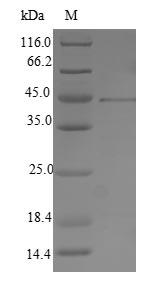 Recombinant Human herpesvirus 2 Envelope glycoprotein B (gB), partial