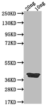 ICSP Antibody