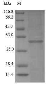 Human KLK2 protein