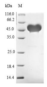 Mouse Jag1 protein