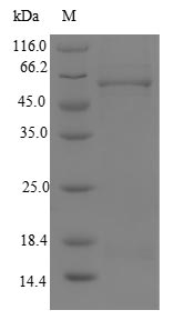 Human O95822 protein