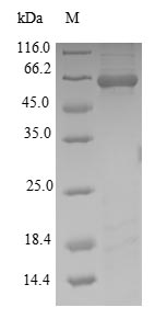 Animal Putative serine protease inhibitor protein