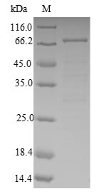 Human ABAT protein
