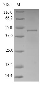 Bacterial adk protein