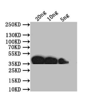 ompP Antibody