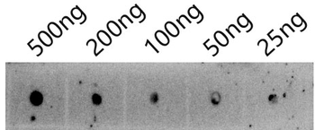 putP Antibody